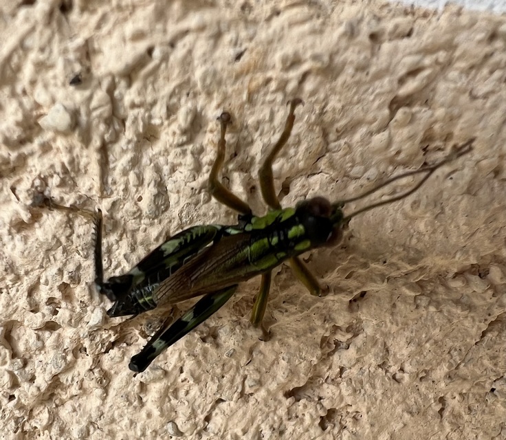 Miramella alpina - alpesi sáska