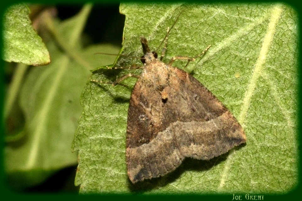 Hypena rostralis - közönséges karcsúbagoly