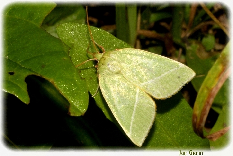 Pseudoips prasinana - bükkfa-zöldbagoly