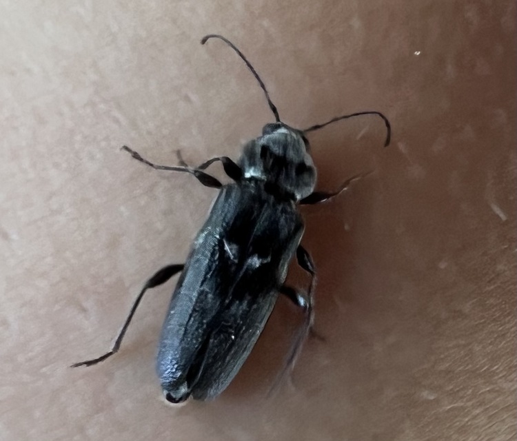Hylotrupes bajulus - házicincér