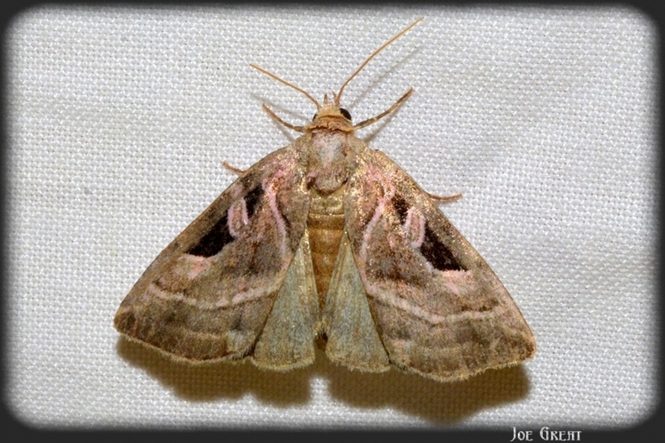 Eucarta virgo - mocsári ametisztbagoly