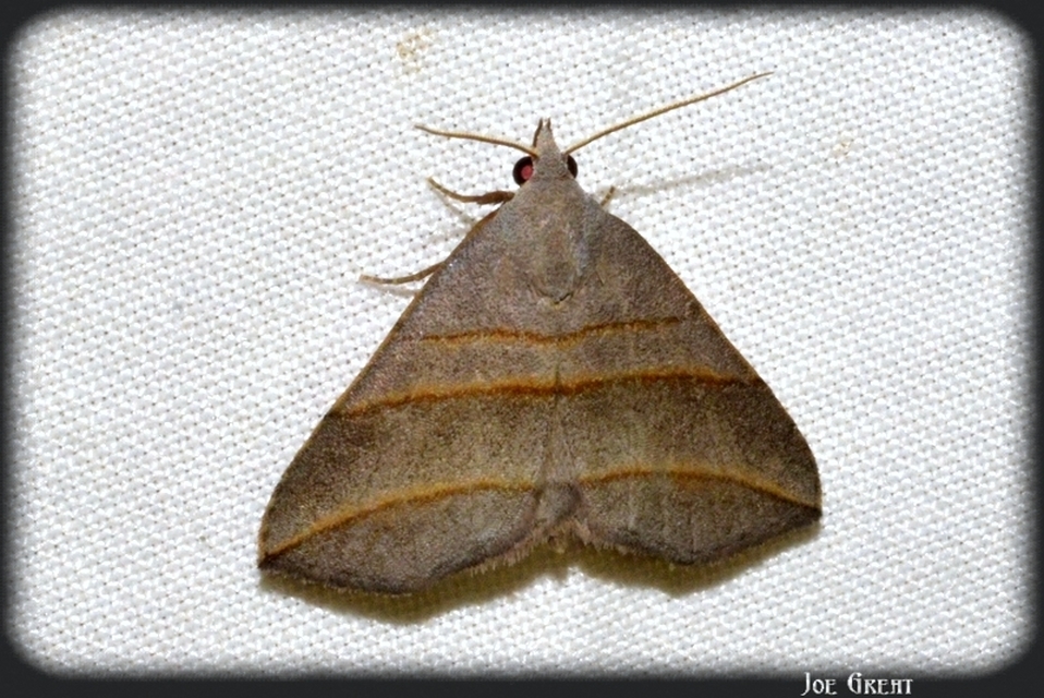 Colobochyla salicalis - háromsávos törpebagoly