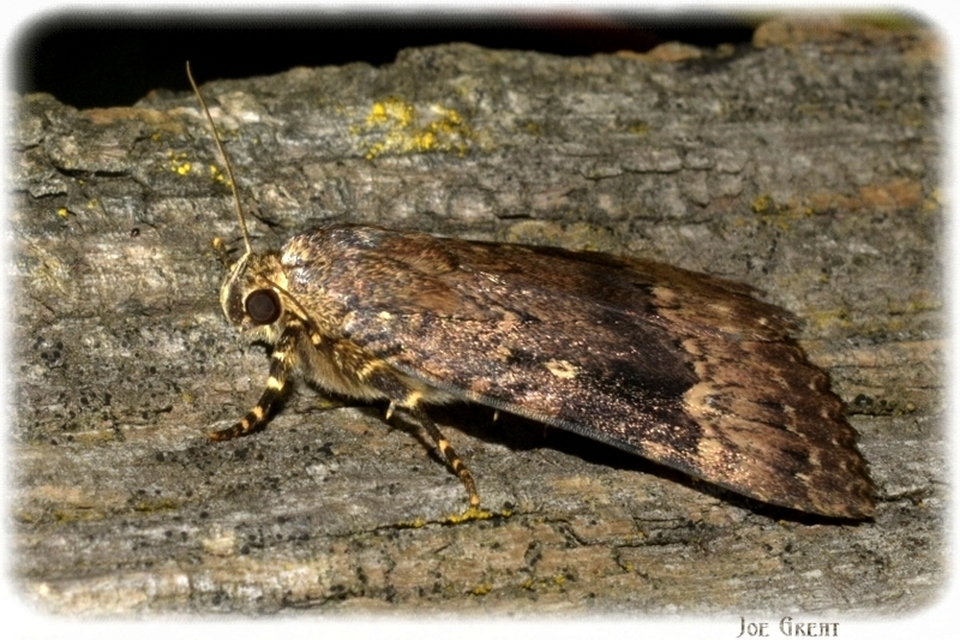 Amphipyra berbera/pyramidea