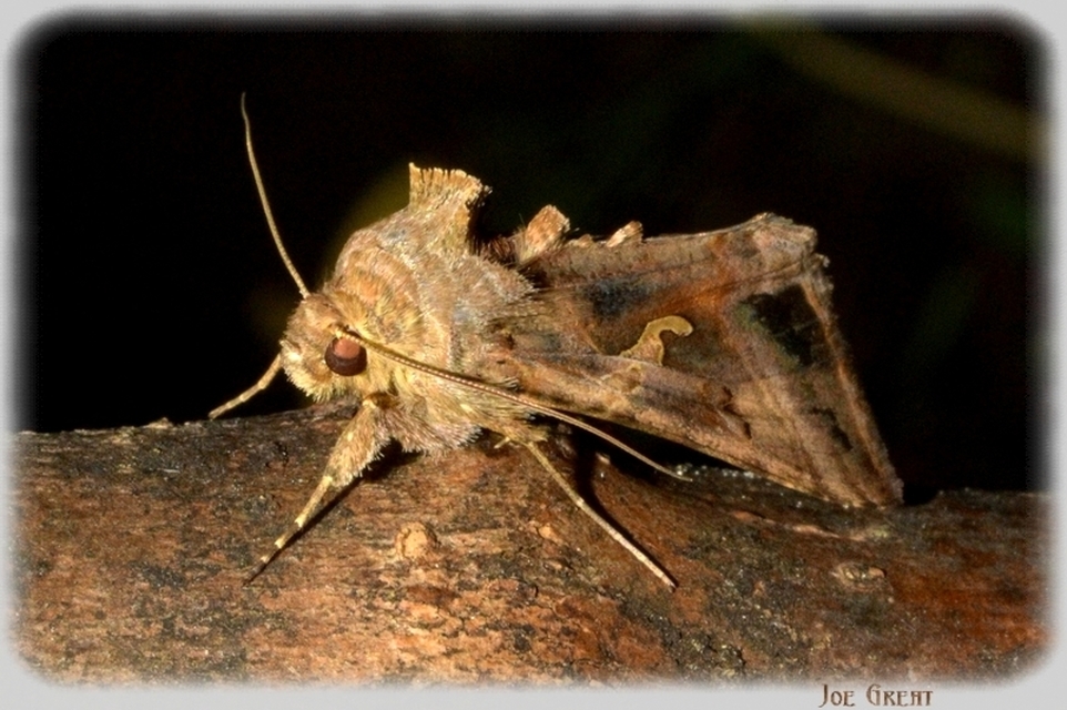 Autographa gamma - gammalepke