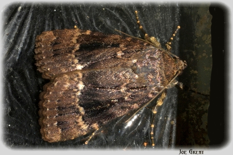 Amphipyra berbera/pyramidea