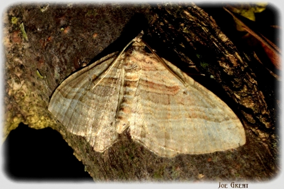 Costaconvexa polygrammata - soksávú araszoló
