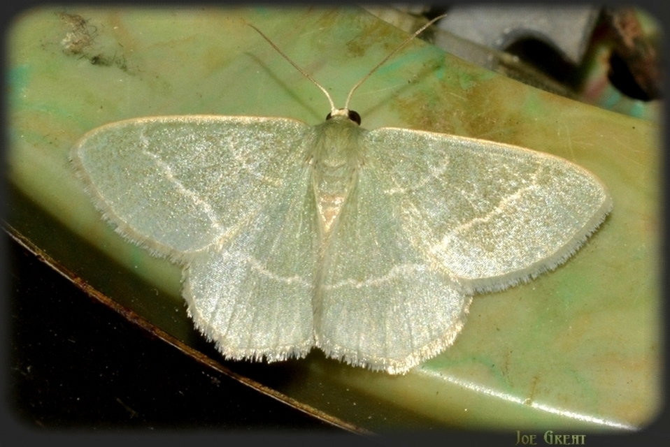 Chlorissa viridata - üdezöld araszoló