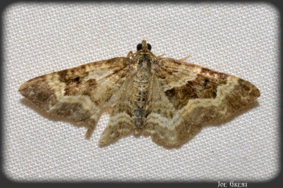 Epirrhoe alternata - galaj-tarkaaraszoló
