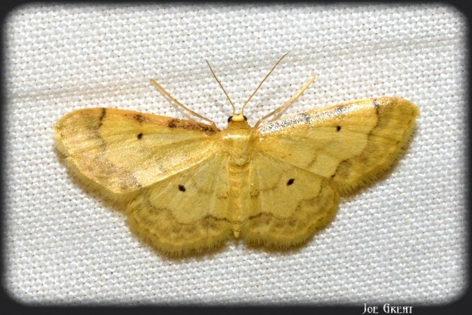 Idaea politaria - vonalas apróaraszoló