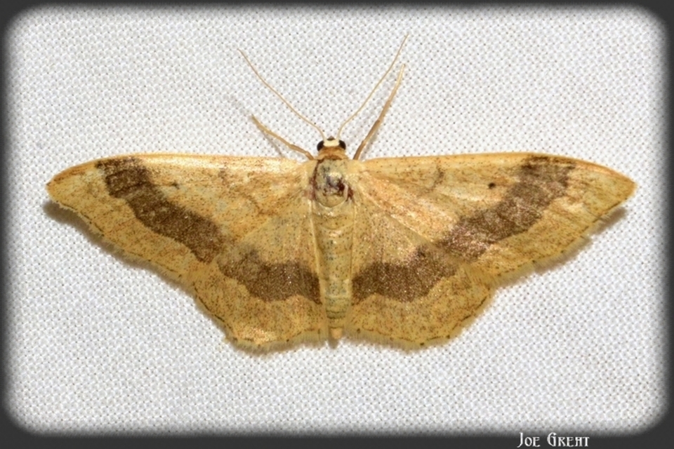 Idaea aversata - nagy sávosaraszoló