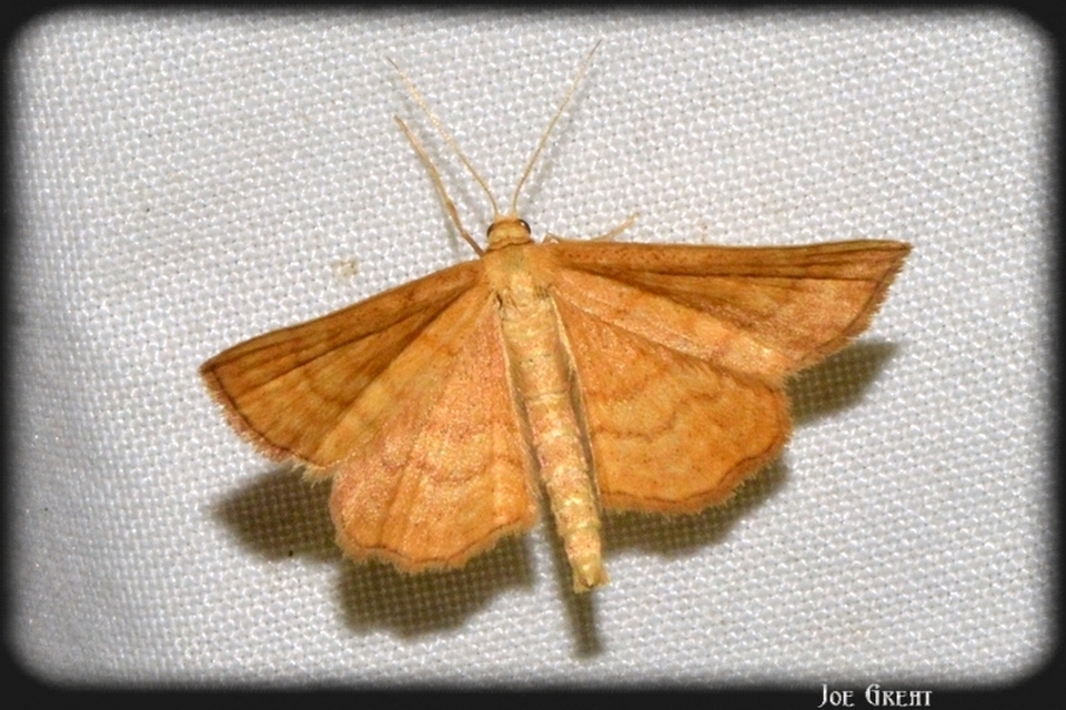 Idaea ochrata - okkerszínű sávosaraszoló