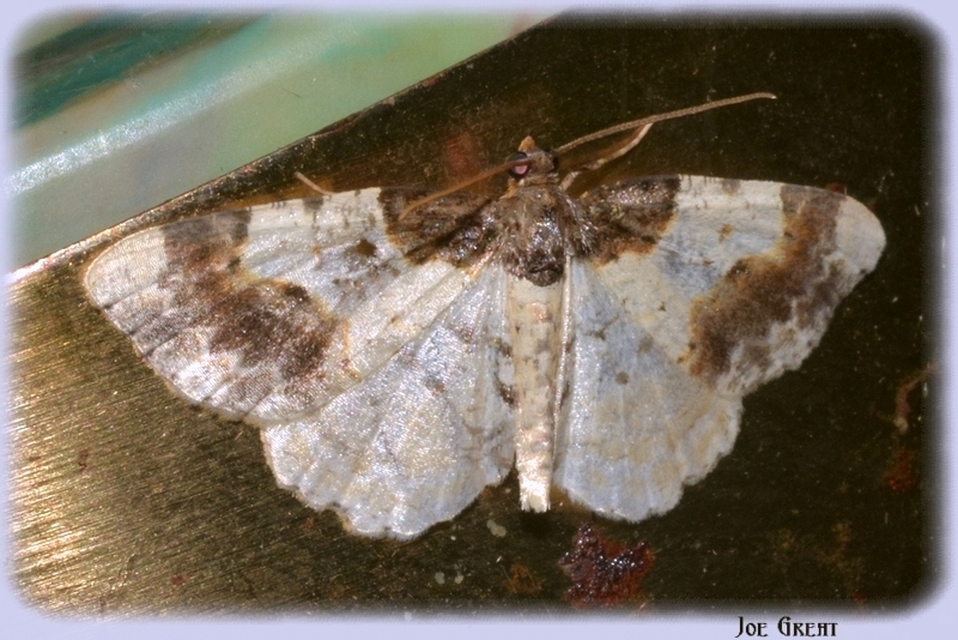 Ligdia adustata - barna levélaraszoló