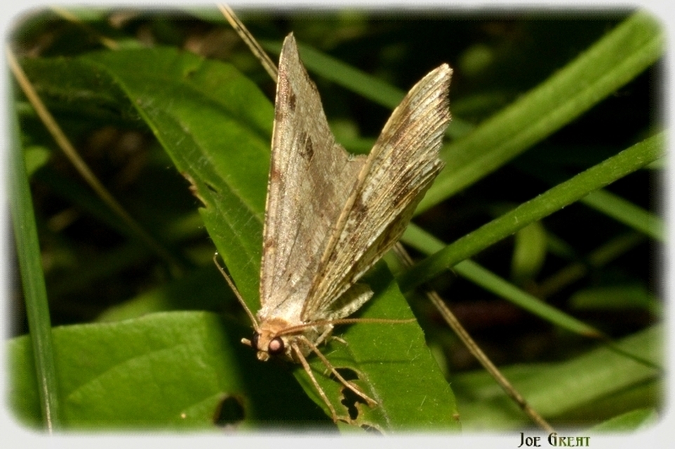 Macaria alternata - közönséges szürkearaszoló