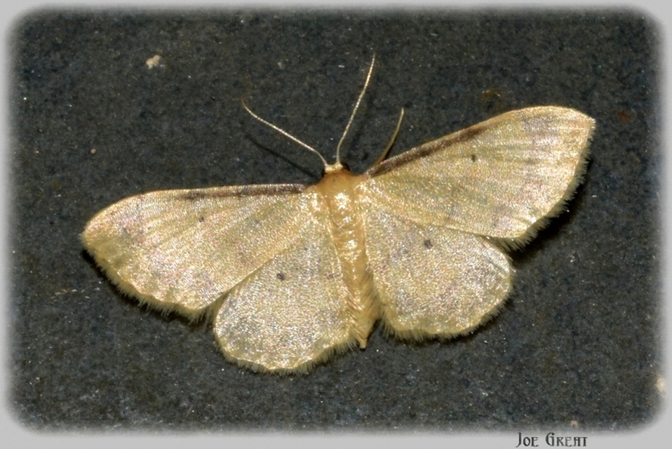 Idaea politaria - vonalas apróaraszoló