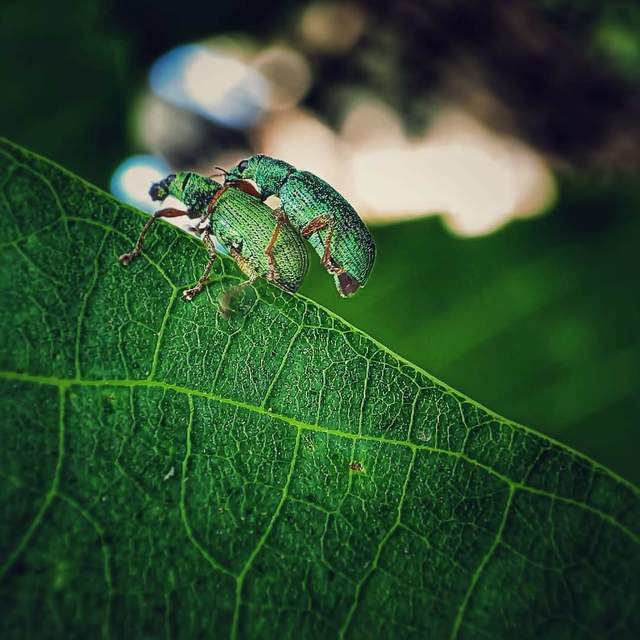 Polydrusus