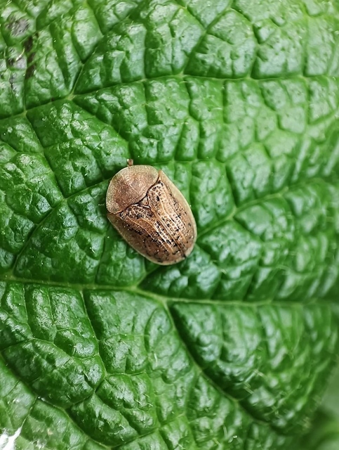 Cassida nebulosa - laboda-pajzsbogár Cassida nebulosa - laboda-pajzsbogár