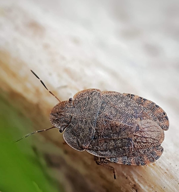Sciocoris Sciocoris