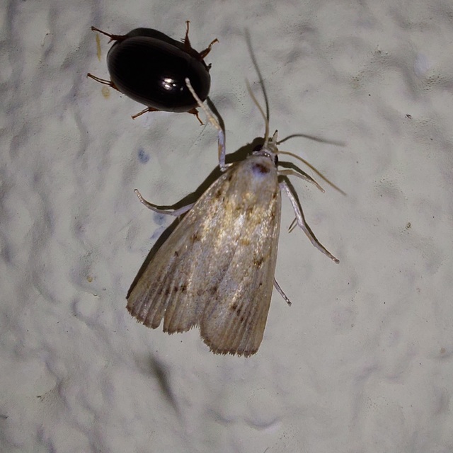 Calamotropha paludella - barna nádlevélmoly
