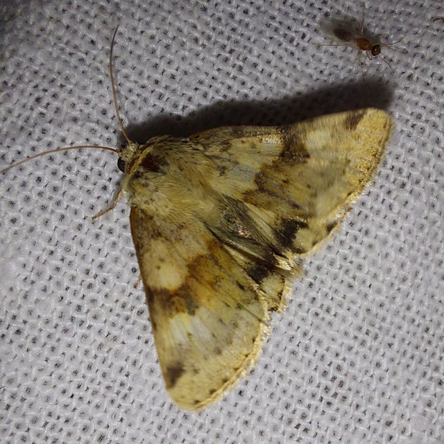 Heliothis viriplaca - mácsonyabagoly