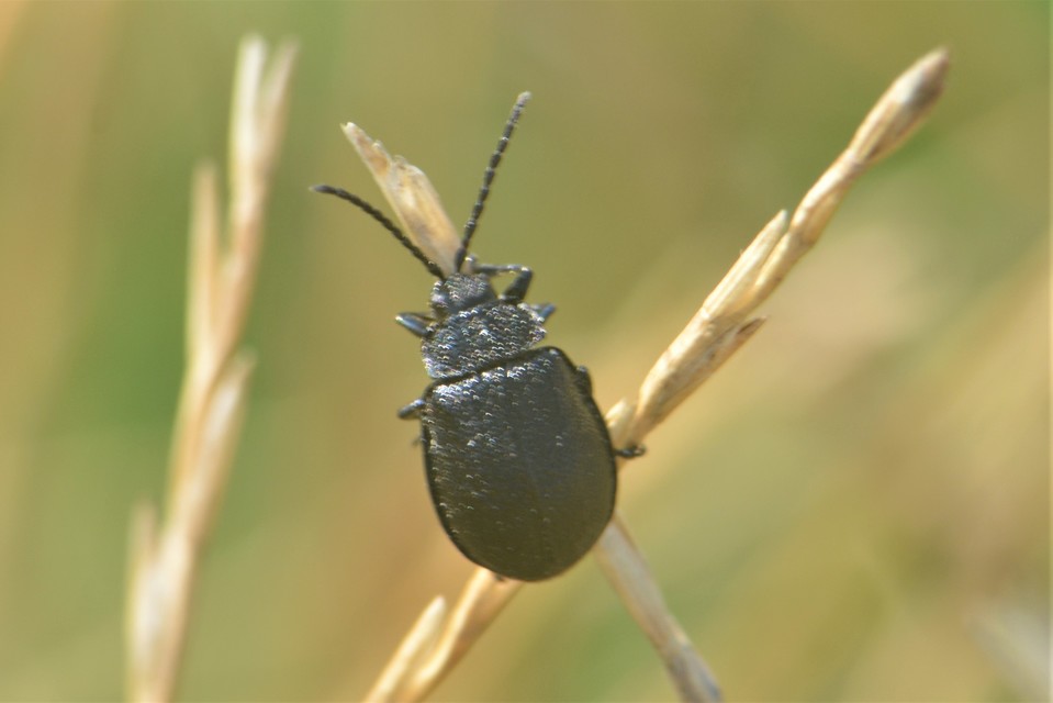 Galeruca tanaceti - fekete olajosbogár