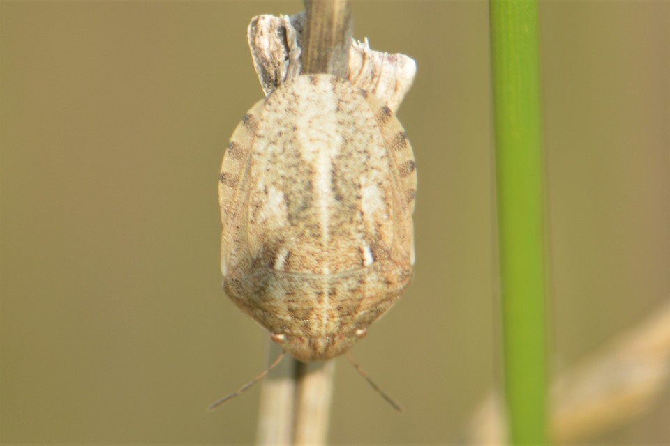 Eurygaster Eurygaster
