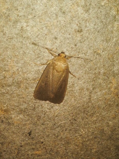 Amphipyra tragopoginis - bakszakállbagoly