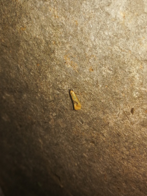 Batia internella/lambdella