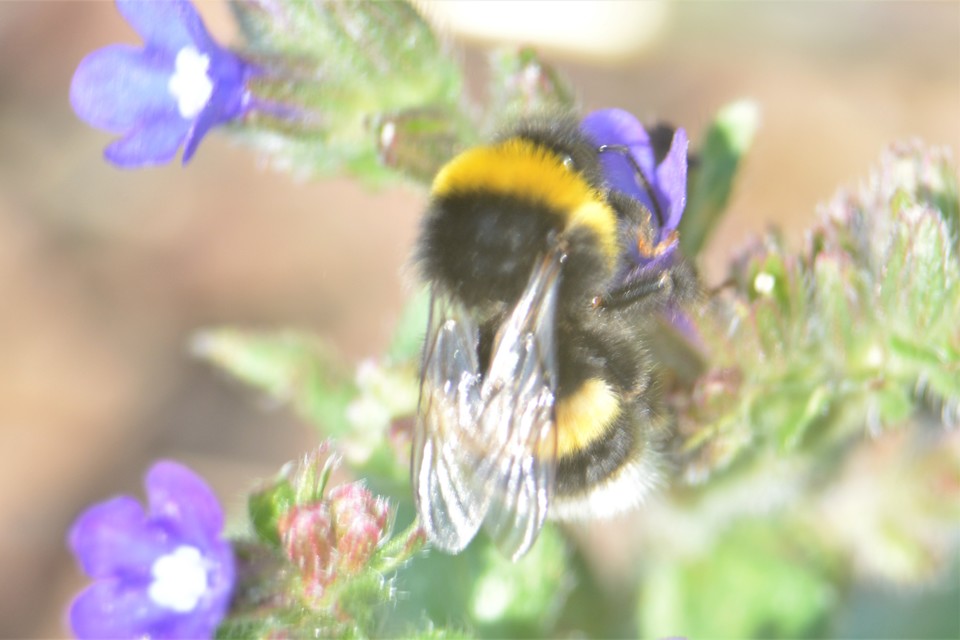 Bombus terrestris/lucorum