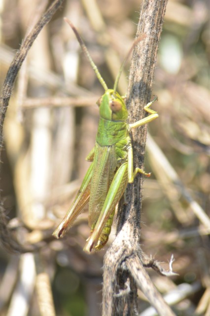 Pseudochorthippus parallelus - közönséges rétisáska