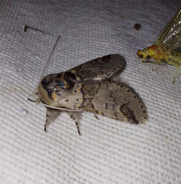 Furcula furcula - szürke púposszövő