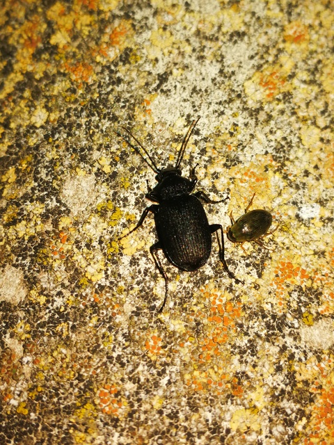 Chlaenius tristis - fekete bűzfutó