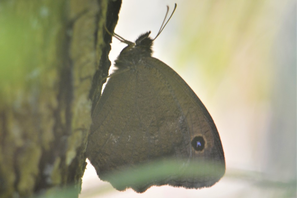 Minois dryas - fekete szemeslepke