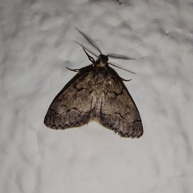 Tephronia sepiaria/Eumannia lepraria
