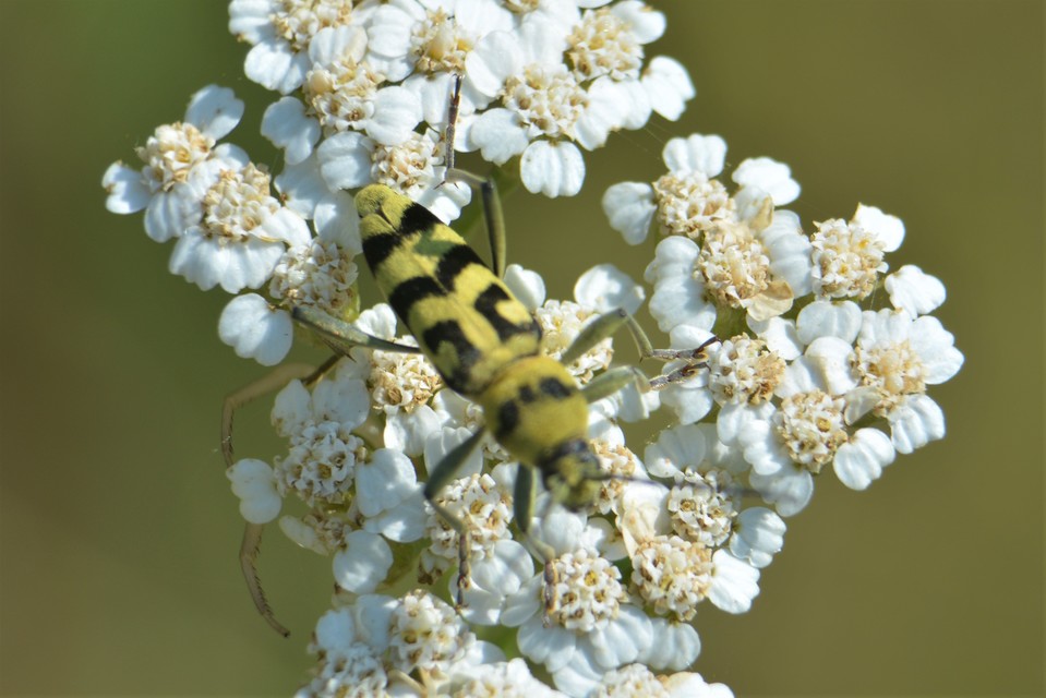 Chlorophorus varius - díszes darázscincér
