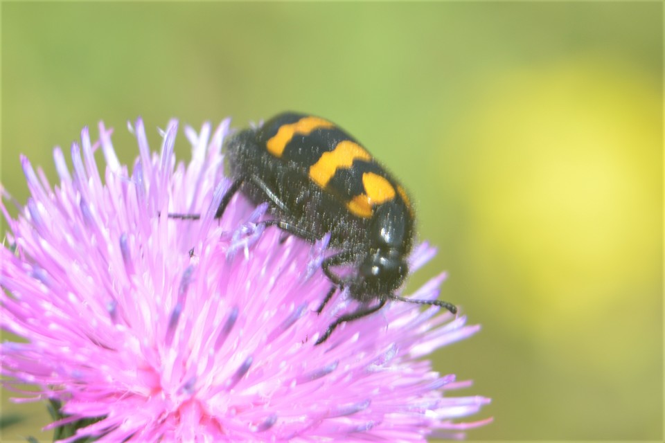 Mylabris variabilis - szalagos hólyaghúzó Mylabris variabilis - szalagos hólyaghúzó