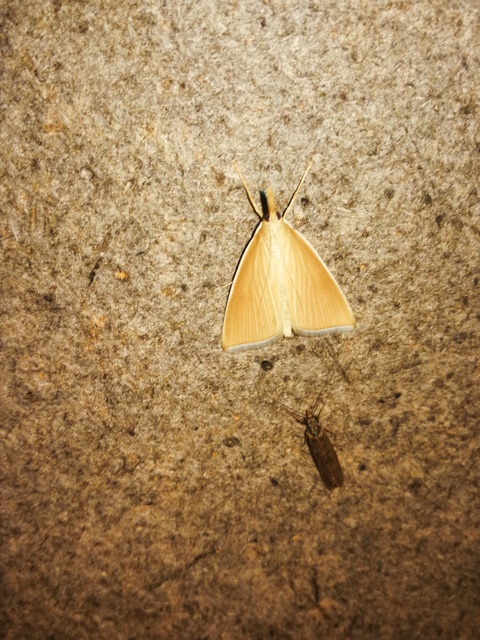 Sclerocona acutellus - hegyesszárnyú tűzmoly