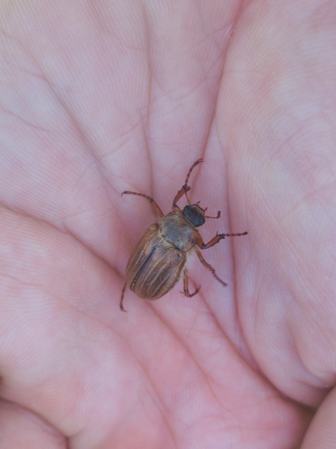 Amphimallon solstitiale - bordás sárgacserebogár