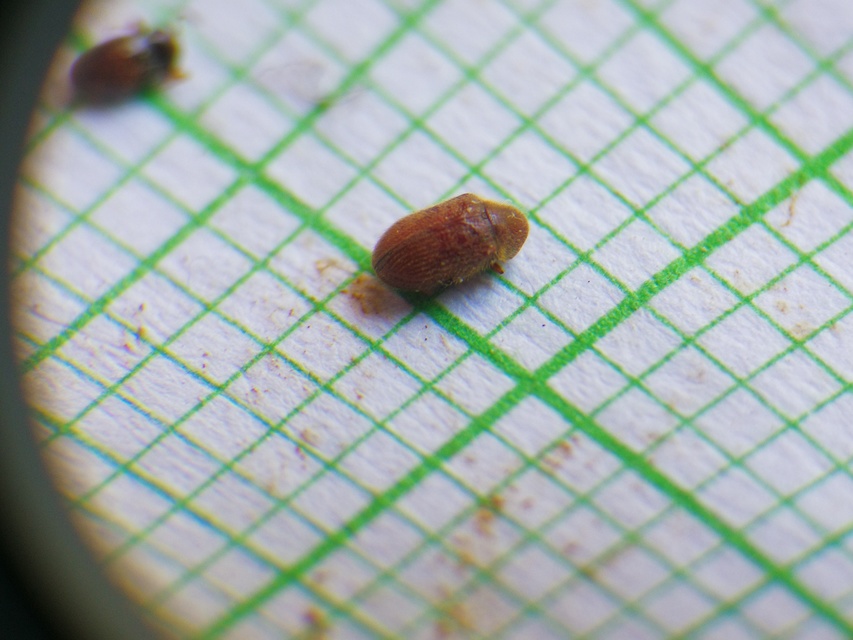 Stegobium paniceum - kenyérbogár