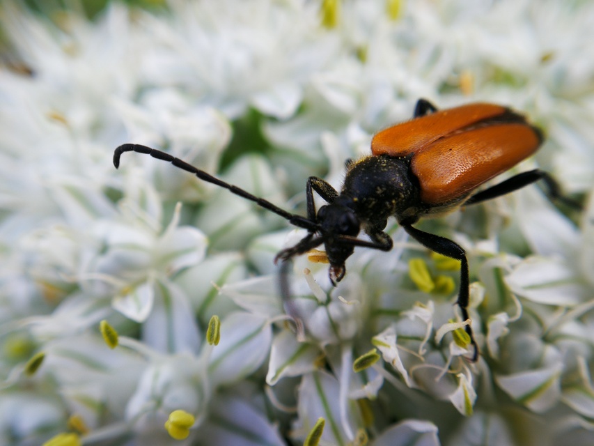 Stictoleptura fulva - vörhenyes virágcincér