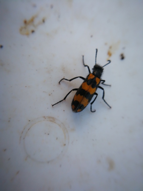Mylabris pannonica - pannon hólyaghúzó Mylabris pannonica - pannon hólyaghúzó