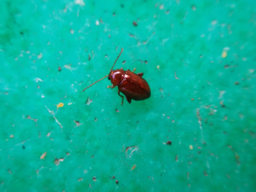 Neocrepidodera
