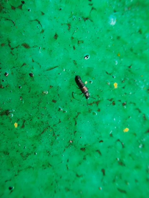 Anotylus Anotylus