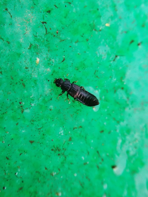 Anotylus Anotylus