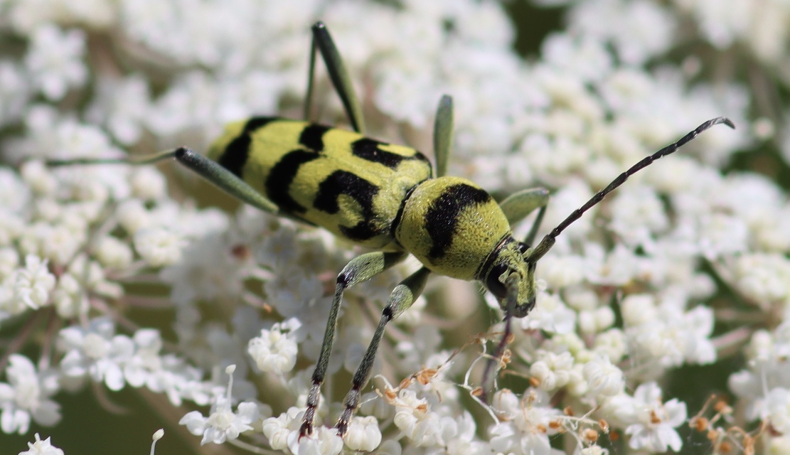 Chlorophorus varius - díszes darázscincér