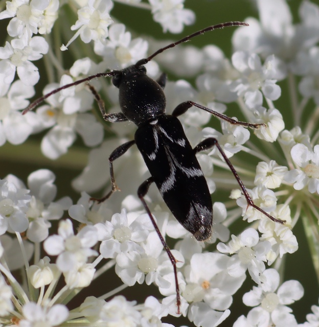 Chlorophorus sartor - feketevállú darázscincér