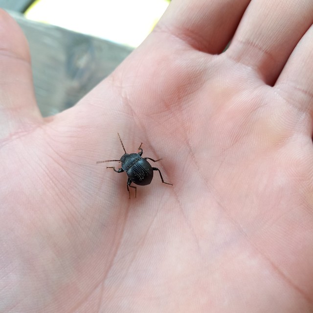 Accanthopus velikensis