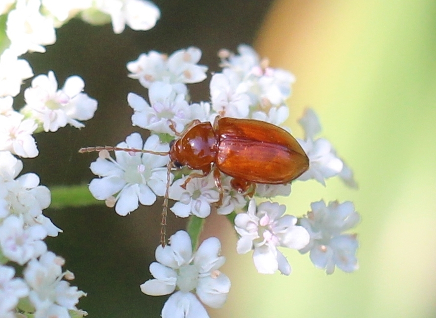 Neocrepidodera