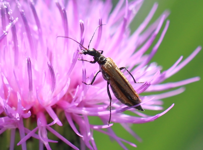 Oedemera femorata - sárgahátú álcincér