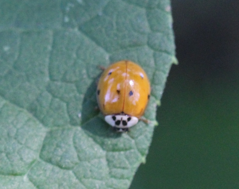 Adalia decempunctata - tízpettyes katica