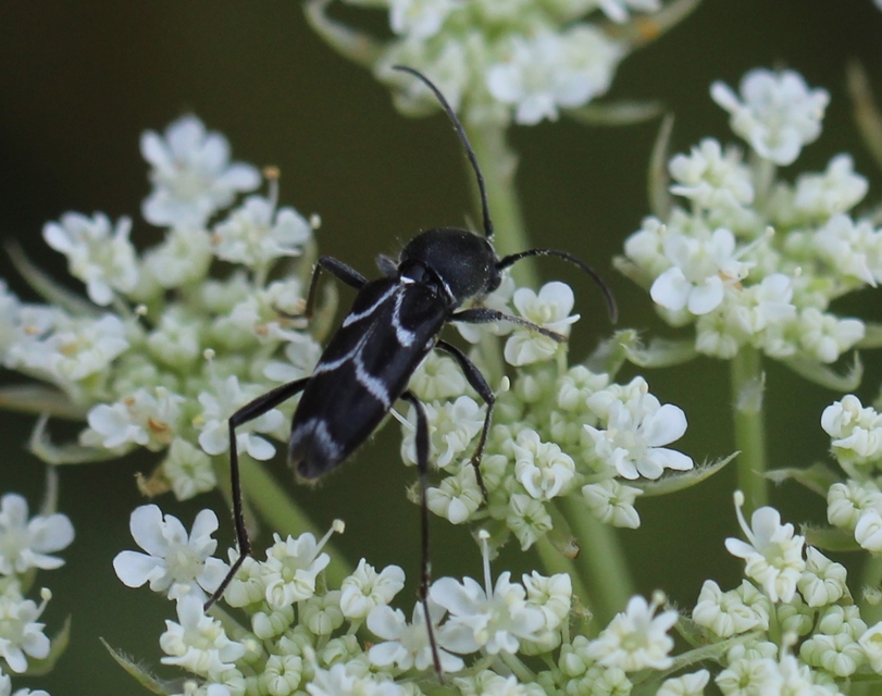 Chlorophorus sartor - feketevállú darázscincér